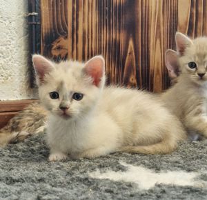 Süsse Burma-Devon Rex Mix Kitten können ab 7. Juni umziehen  Bild 7
