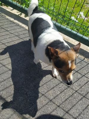 Jack Russel Rüde 7j 8kg BLIND Ausreise nach Adoption  Bild 10