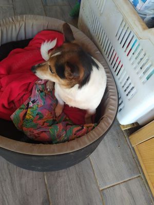 Jack Russel Rüde 7j 8kg BLIND Ausreise nach Adoption  Bild 4