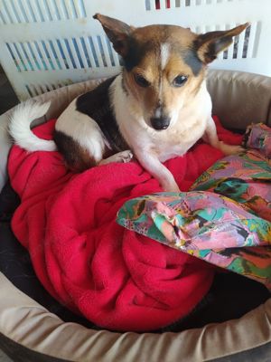 Jack Russel Rüde 7j 8kg BLIND Ausreise nach Adoption  Bild 9