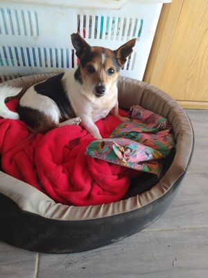 Jack Russel Rüde 7j 8kg BLIND Ausreise nach Adoption  Bild 2