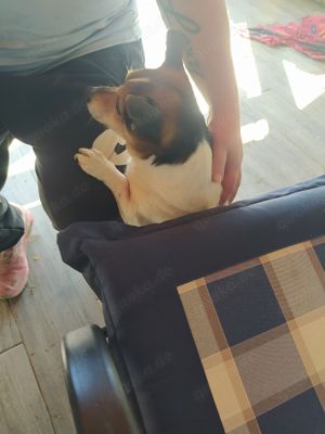 Jack Russel Rüde 7j 8kg BLIND Ausreise nach Adoption  Bild 6