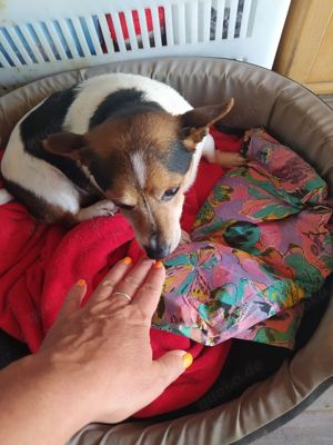 Jack Russel Rüde 7J 6kg 22cm sozialisiert blind superlieb Ausreise nach Adoption 