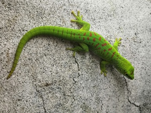 Phelsuma grandis Männchen 