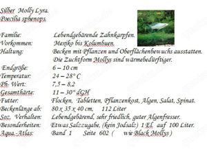 Siber Molly Lyra Bild 2