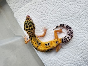 Leopardgecko Nachzuchten 2023