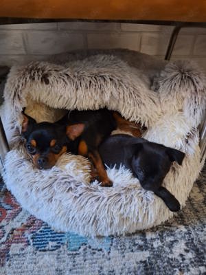 Mini Chihuahua kurzhaar Bild 3