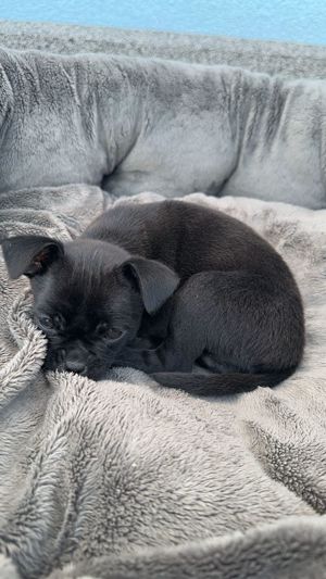 Mini Chihuahua kurzhaar Bild 5