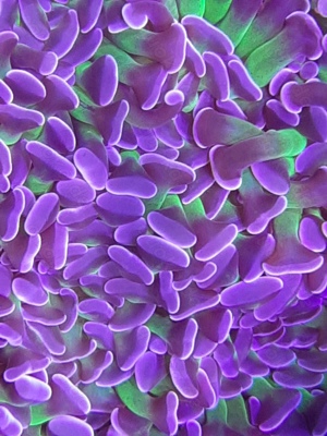 LPS Koralle Euphyllia paraancora Bicolor  Bild 1