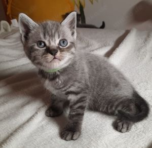 Britisch Kurzhaar Kitten BKH silver shabby (Whiskas) Bild 6