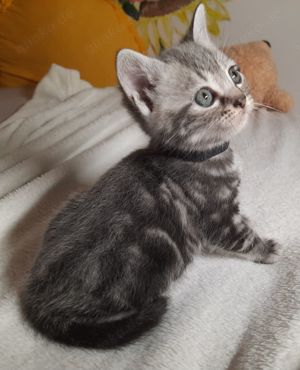 Britisch Kurzhaar Kitten BKH silver shabby (Whiskas) Bild 8
