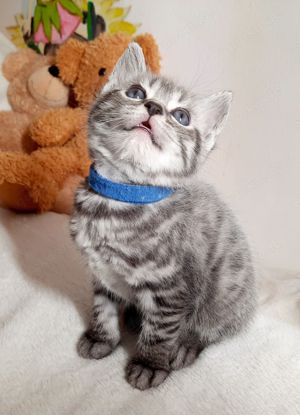 Britisch Kurzhaar Kitten BKH silver shabby (Whiskas) Bild 1