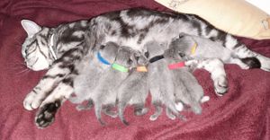 Britisch Kurzhaar Kitten BKH silver shabby (Whiskas) Bild 10