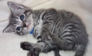 Britisch Kurzhaar Kitten BKH silver shabby (Whiskas) Bild 2
