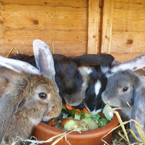 Kaninchen Jungtiere zu verkaufen