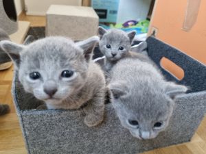 Wunderschöne Russisch Blau Kitten  Bild 8