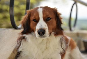 Nederlandse Kooikerhondje Rüde 1 jahr jung Bild 2