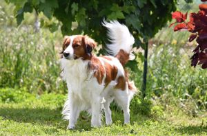 Nederlandse Kooikerhondje Rüde 1 jahr jung Bild 3