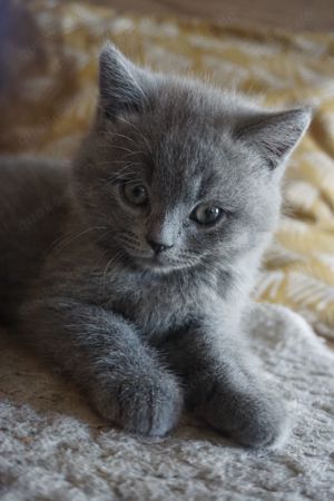 BKH Kitten Britisch Kurzhaar reinrassig Bild 10