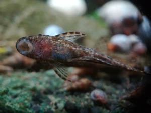 Brauner Ohrgitterharnischwels - Otocinclus - Welse - O. piribebuy Bild 4