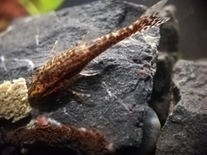 Brauner Ohrgitterharnischwels - Otocinclus - Welse - O. piribebuy Bild 2