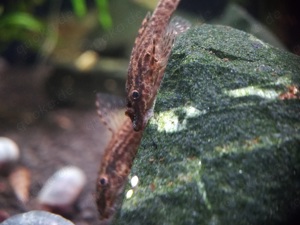 Brauner Ohrgitterharnischwels - Otocinclus - Welse - O. piribebuy Bild 3