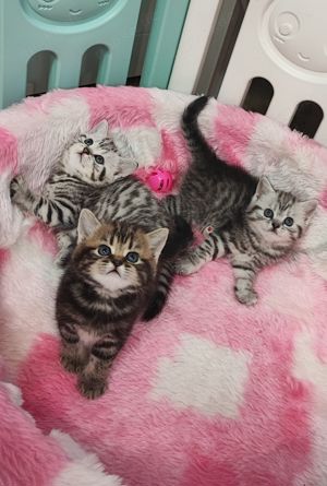 Bkh Kitten reinrassig, Kätzchen, Katzenbabys  Bild 6