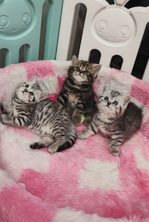 Bkh Kitten reinrassig, Kätzchen, Katzenbabys  Bild 2