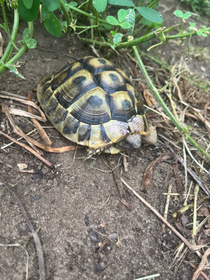 Griechische Landschildkröten