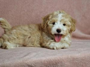 maltipoo welpe 