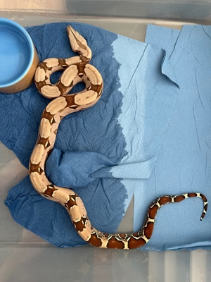 Boa Constrictor Constrictor Guyana 1.1