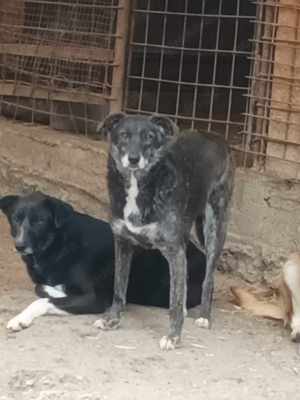 Feli, schwarze schüchterne Schönheit sucht erfahrene Hände