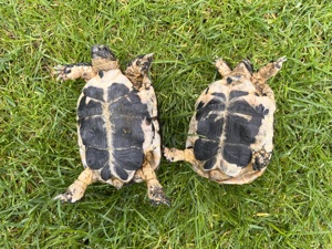 Maurische Landschildkröten Testudo Graece NZ 2022 Bild 3