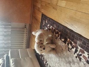 Malteser Welpen Bichon mini