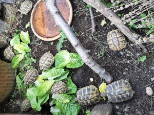 Griechische Landschildkröten 