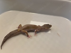 Leopardgeckos mit viel zubehör und Teras abzugeben 