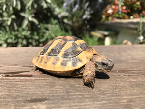 Griechische Landschildkröten Nachzuchten 2023