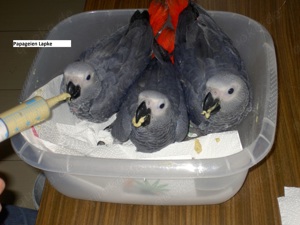 Kongo-Graupapageienbabys, super zahm und sehr lieb. Bild 3