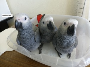 Kongo-Graupapageienbabys, super zahm und sehr lieb.