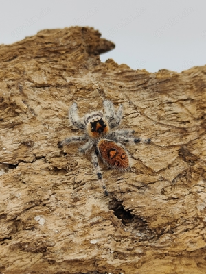 Phidippus regius "Everglades" Springspinnen 