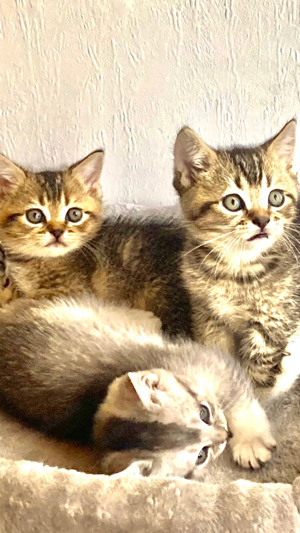 BkH Kitten reinrassig lieb golden abgabebereit Vater mit Stammbaum  Bild 10