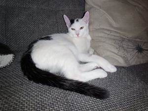 Prinzessin sucht ihr Schloß # Tierschutz 