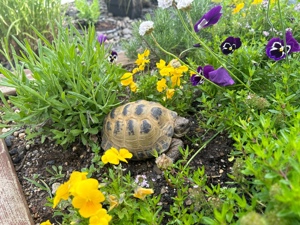 russische männliche Vierzehenschildkröte "Pit"