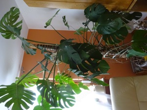 Schöne große Monstera