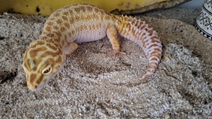 Leopardgecko Weibchen, Zuchttier, 4 Jahre alt 