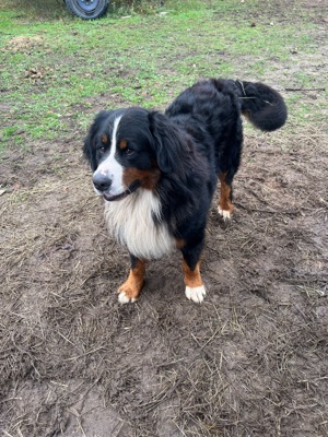 Deckrüde Berner Sennen  Bild 6