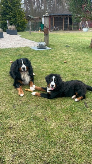 Deckrüde Berner Sennen  Bild 7