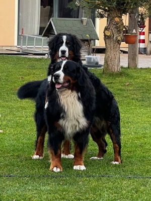 Deckrüde Berner Sennen  Bild 2