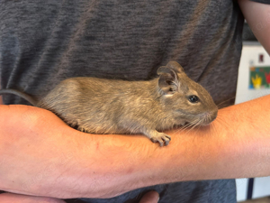 Degus in liebevolle hände sbzugeben 