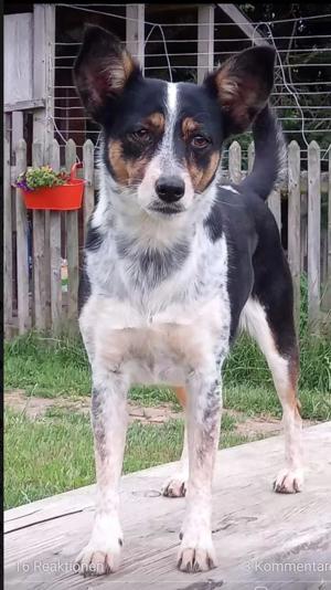 Terrier-Mix 